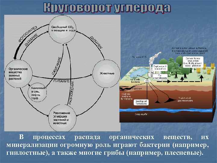 Схема минерализации органических веществ в воде