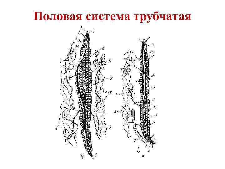 Половая система трубчатая 