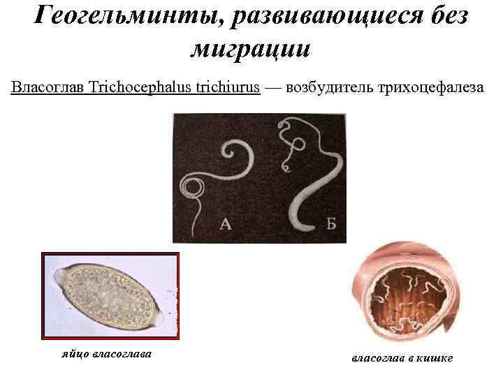 Геогельминты, развивающиеся без миграции Власоглав Trichocephalus trichiurus — возбудитель трихоцефалеза яйцо власоглава власоглав в