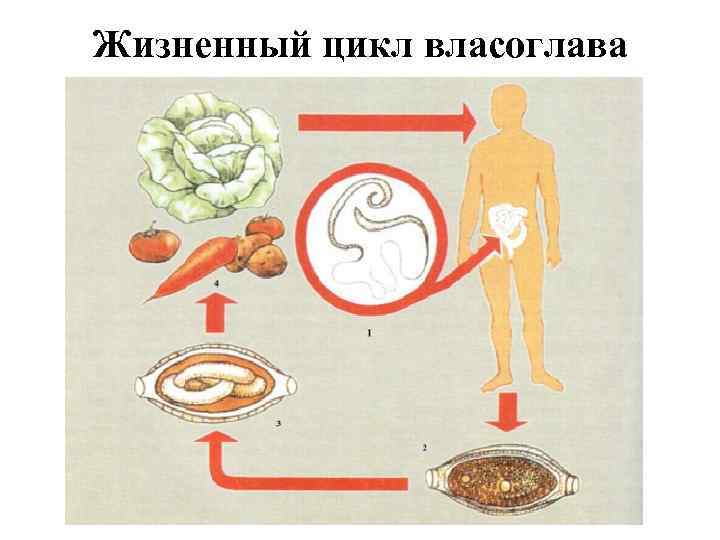 Жизненный цикл власоглава 