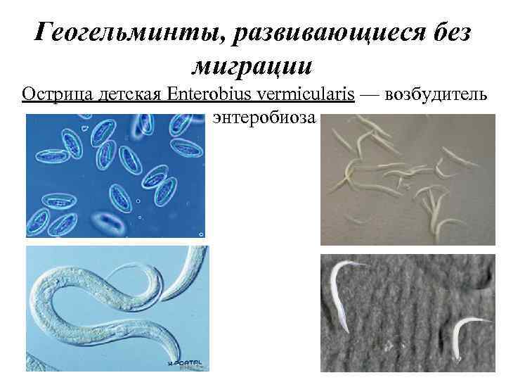 Острица смена хозяев. Энтеробиоз вермикулярис. Enterobius vermicularis геогельминт. Острица возбудитель энтеробиоза. Гельминты развивающиеся с миграцией.