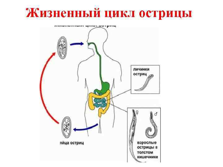 Жизненный цикл острицы 