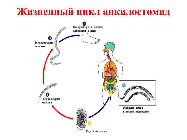 Жизненный цикл анкилостомид 