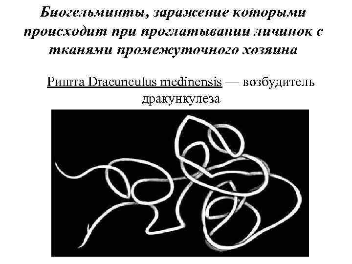 Биогельминты, заражение которыми происходит при проглатывании личинок с тканями промежуточного хозяина Ришта Dracunculus medinensis