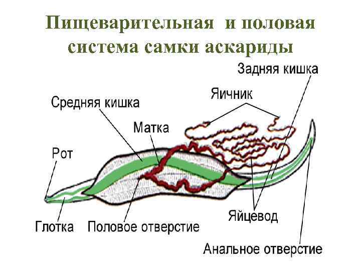 Пищеварительная и половая система самки аскариды 