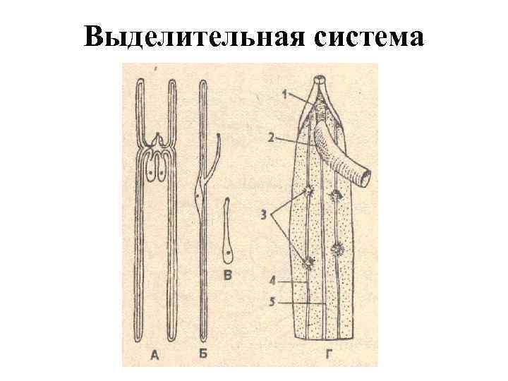 Выделительная система 