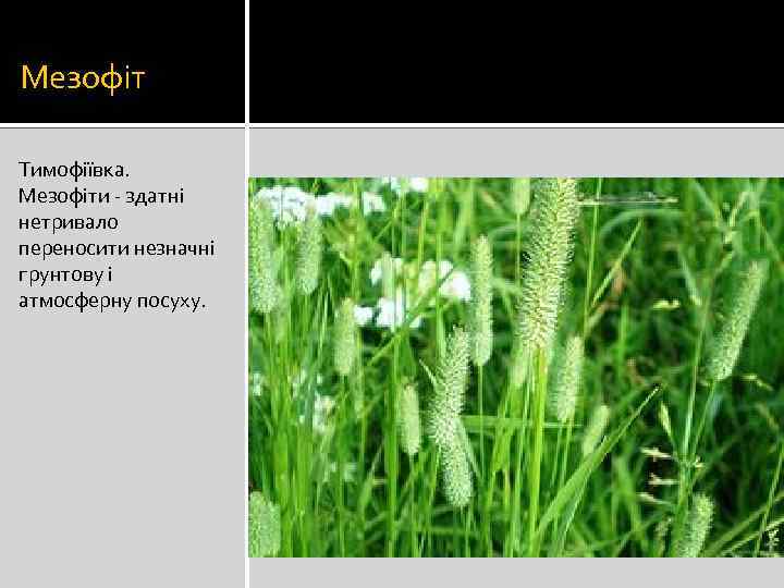 Мезофіт Тимофіївка. Мезофіти - здатні нетривало переносити незначні грунтову і атмосферну посуху. 