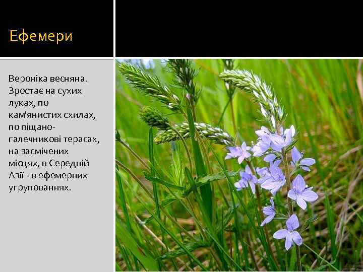 Ефемери Вероніка весняна. Зростає на сухих луках, по кам'янистих схилах, по піщаногалечникові терасах, на