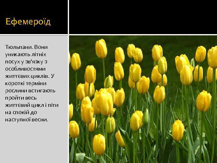 Ефемероїд Тюльпани. Вони уникають літніх посух у зв'язку з особливостями життєвих циклів. У короткі