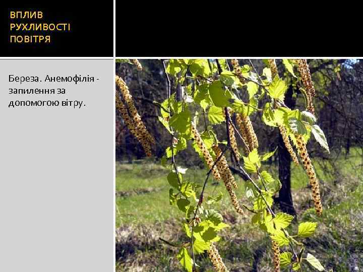 ВПЛИВ РУХЛИВОСТІ ПОВІТРЯ Береза. Анемофілія запилення за допомогою вітру. 