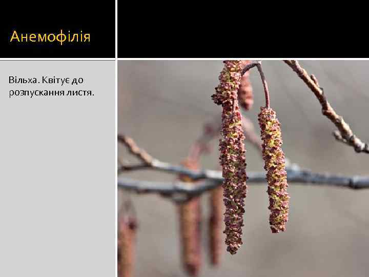 Анемофілія Вільха. Квітує до розпускання листя. 