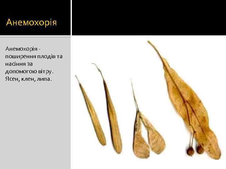 Анемохорія поширення плодів та насіння за допомогою вітру. Ясен, клен, липа. 