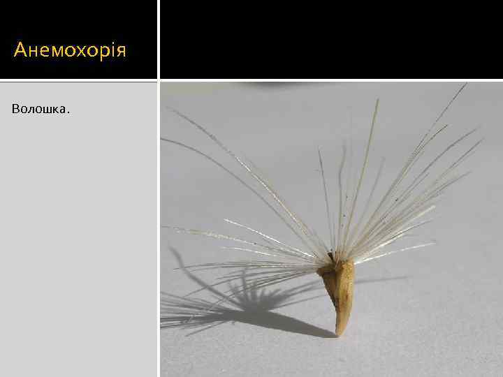 Анемохорія Волошка. 