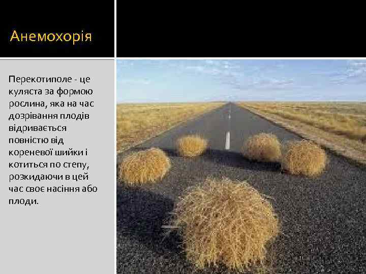 Анемохорія Перекотиполе - це куляста за формою рослина, яка на час дозрівання плодів відривається