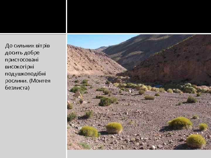 До сильних вітрів досить добре пристосовані високогірні подушкоподібні рослини. (Монтея безлиста) 