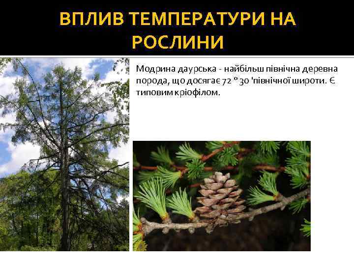 ВПЛИВ ТЕМПЕРАТУРИ НА РОСЛИНИ Модрина даурська - найбільш північна деревна порода, що досягає 72