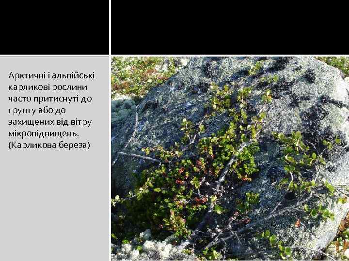 Арктичні і альпійські карликові рослини часто притиснуті до грунту або до захищених від вітру