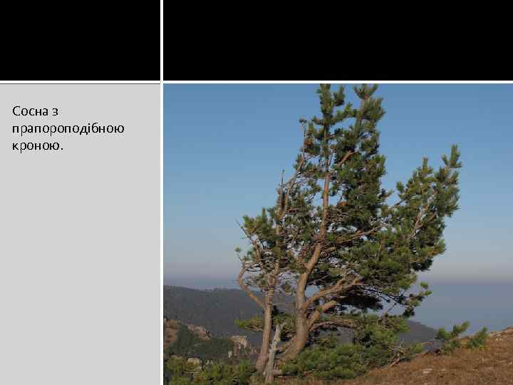 Сосна з прапороподібною кроною. 