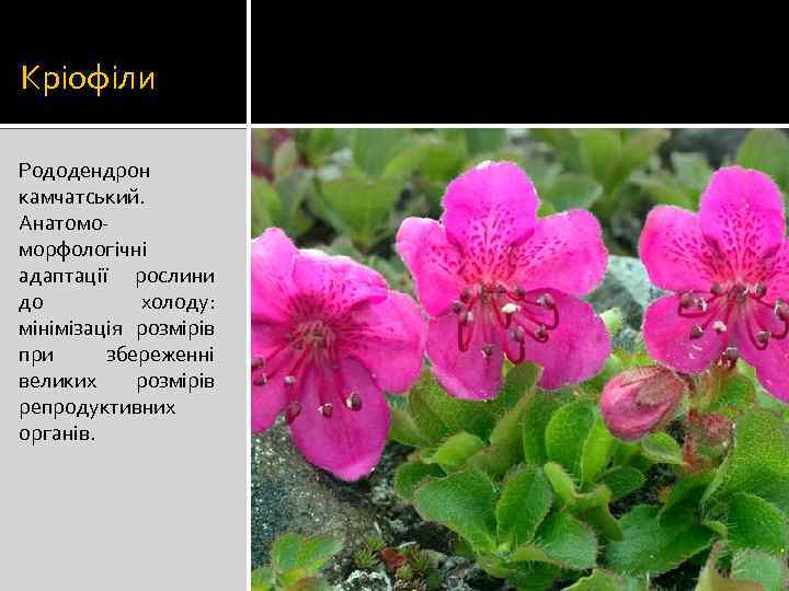 Кріофіли Рододендрон камчатський. Анатомоморфологічні адаптації рослини до холоду: мінімізація розмірів при збереженні великих розмірів