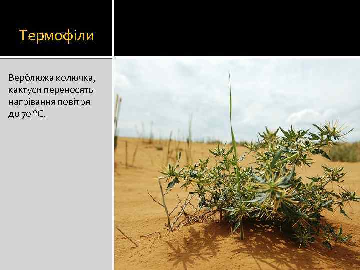 Термофіли Верблюжа колючка, кактуси переносять нагрівання повітря до 70 °С. 