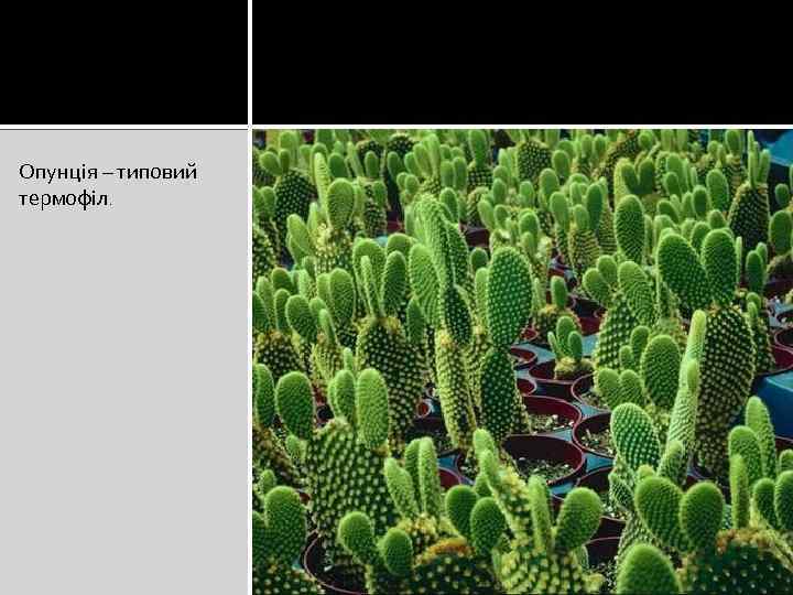 Опунція – типовий термофіл. 