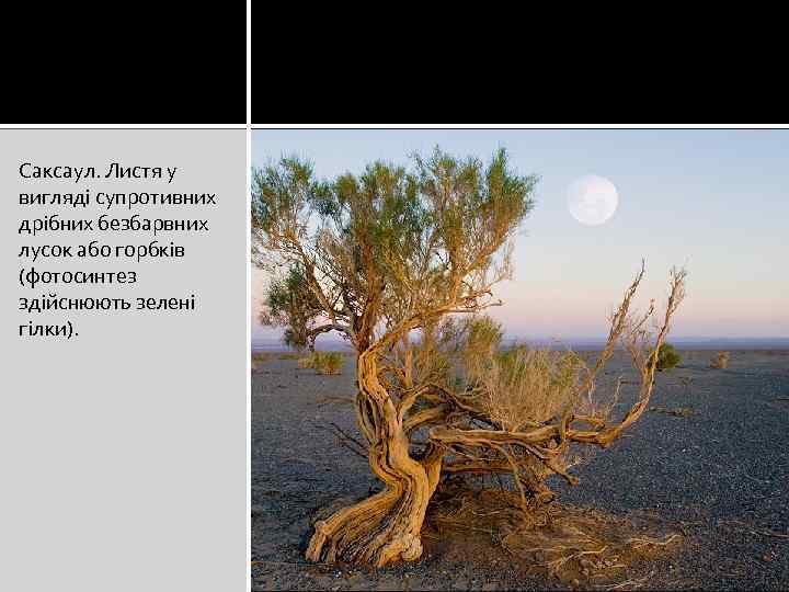 Саксаул. Листя у вигляді супротивних дрібних безбарвних лусок або горбків (фотосинтез здійснюють зелені гілки).