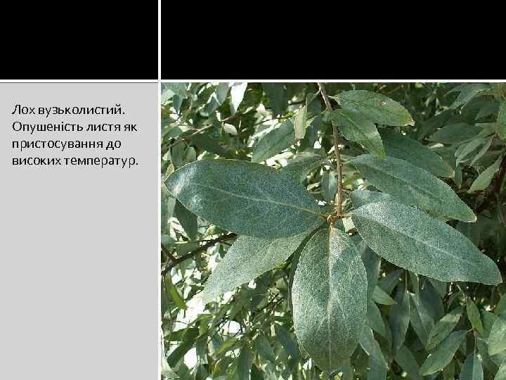 Лох вузьколистий. Опушеність листя як пристосування до високих температур. 