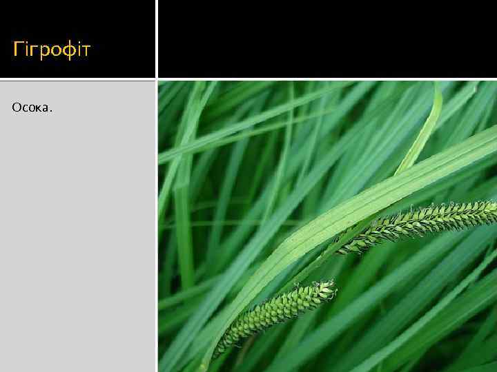 Гігрофіт Осока. 