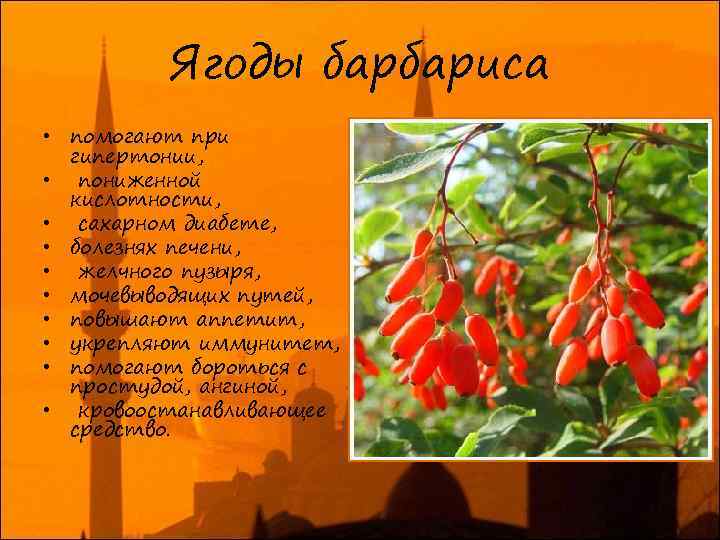 Ягоды барбариса • помогают при гипертонии, • пониженной кислотности, • сахарном диабете, • болезнях