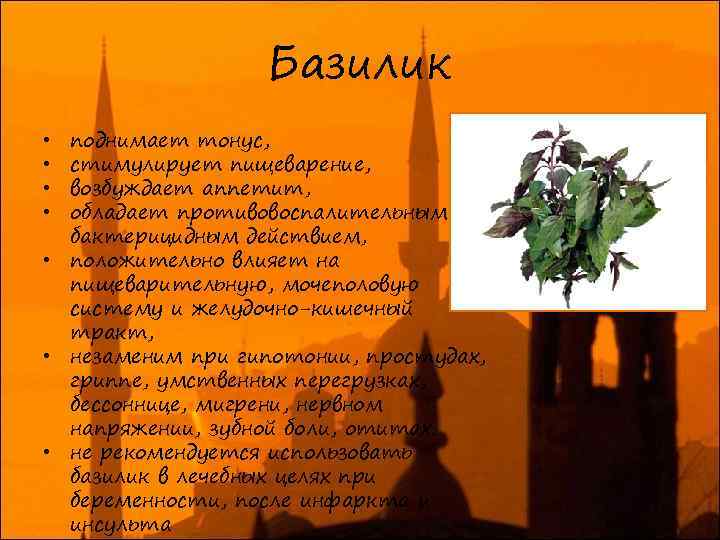 Базилик поднимает тонус, стимулирует пищеварение, возбуждает аппетит, обладает противовоспалительным и бактерицидным действием, • положительно