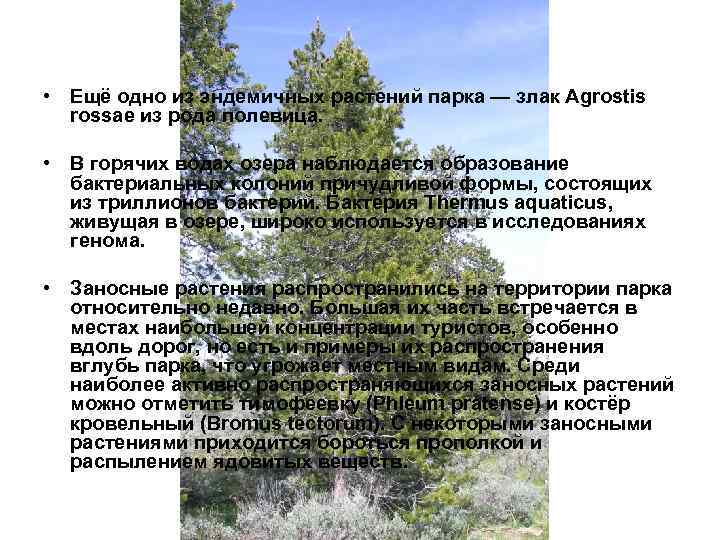  • Ещё одно из эндемичных растений парка — злак Agrostis rossae из рода