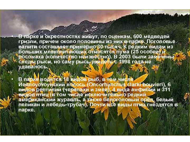  • В парке и окрестностях живут, по оценкам, 600 медведей гризли, причем около