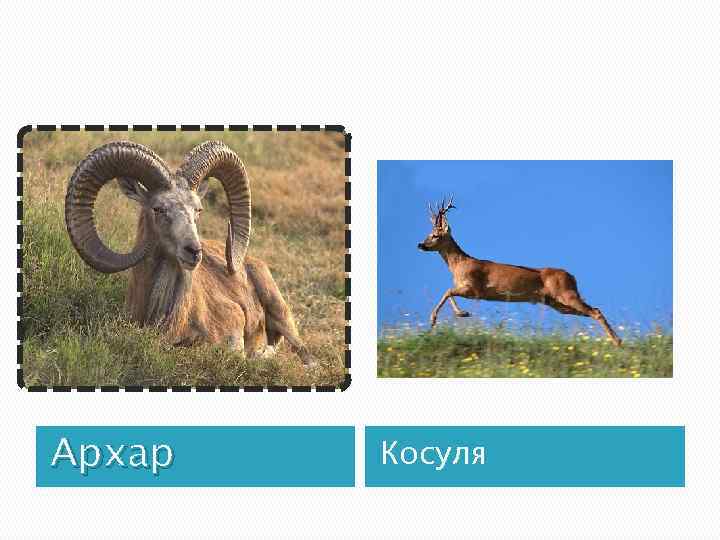 Архар Косуля 