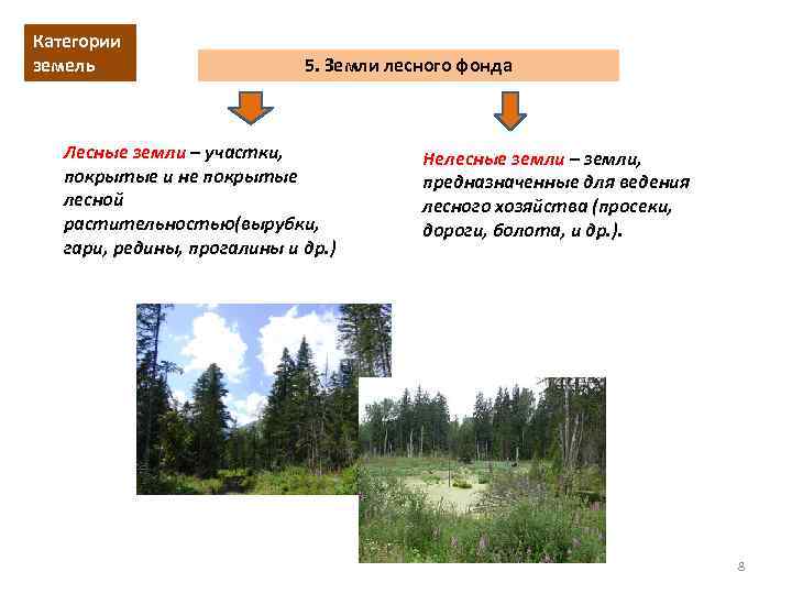 Статьи земель лесного фонда. Лесные и нелесные земли лесного фонда. Земли лесного фонда примеры. Категории лесного фонда. Земли, предназначенные для ведения лесного хозяйства.