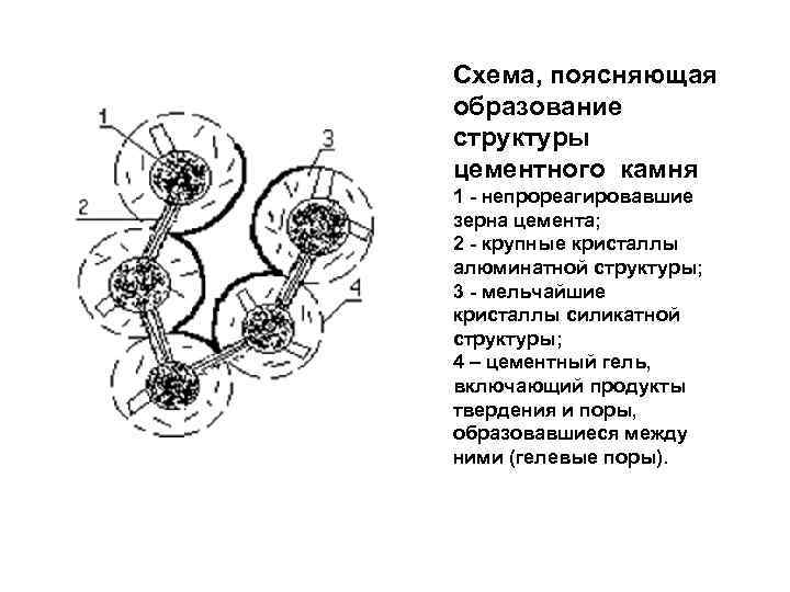 Схема, поясняющая образование структуры цементного камня 1 непрореагировавшие зерна цемента; 2 крупные кристаллы алюминатной