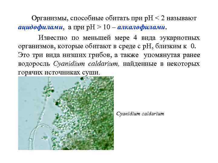 Организмы, способные обитать при р. Н < 2 называют ацидофилами, а при р. Н