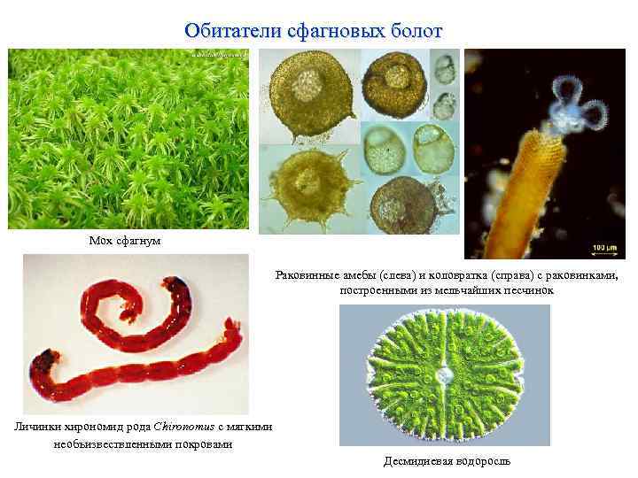 Обитатели сфагновых болот Мох сфагнум Раковинные амебы (слева) и коловратка (справа) с раковинками, построенными