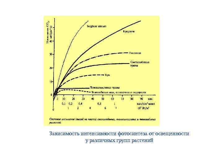 Зависимость интенсивности фотосинтеза от освещенности у различных групп растений 
