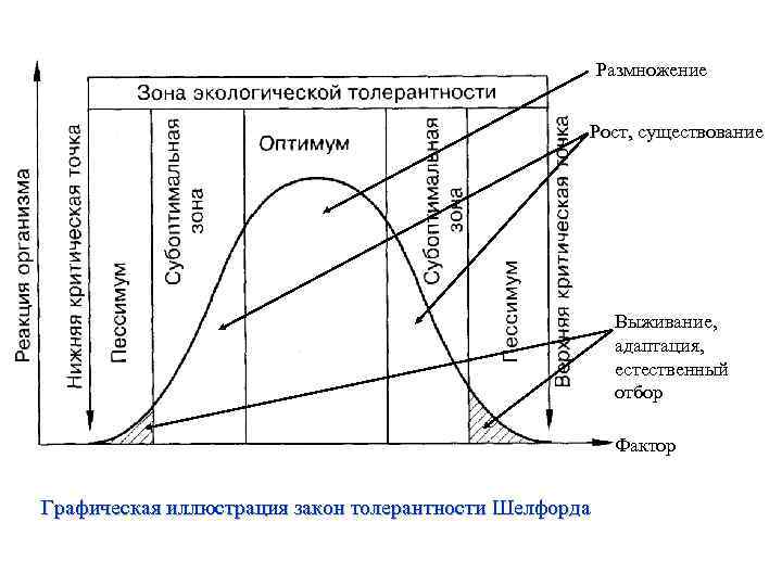 Размножение Рост, существование Выживание, адаптация, естественный отбор Фактор Графическая иллюстрация закон толерантности Шелфорда 