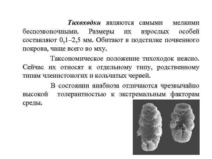 Тихоходки являются самыми мелкими беспозвоночными. Размеры их взрослых особей составляют 0, 1– 2, 5