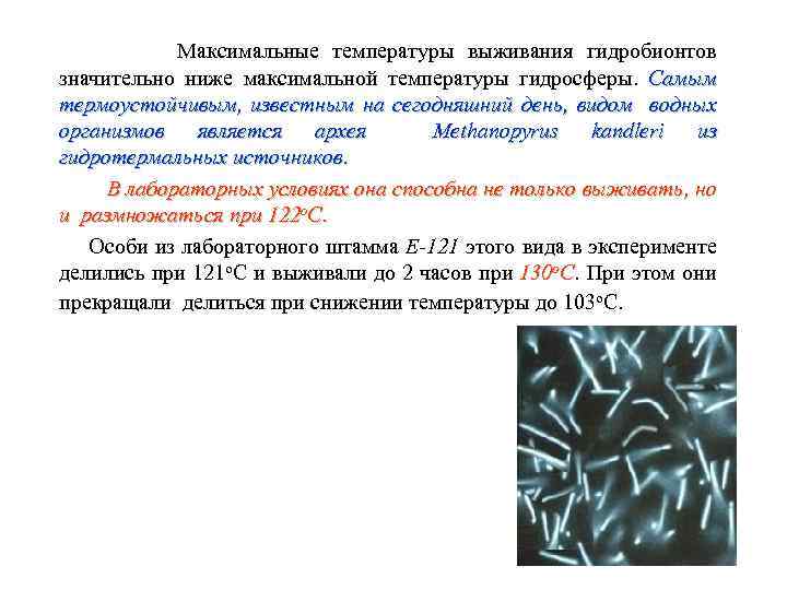  Максимальные температуры выживания гидробионтов значительно ниже максимальной температуры гидросферы. Самым термоустойчивым, известным на