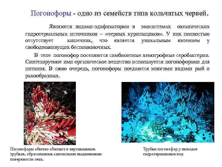 Погонофоры - одно из семейств типа кольчатых червей. Погонофоры Являются видами-эдификаторми в экосистемах океанических