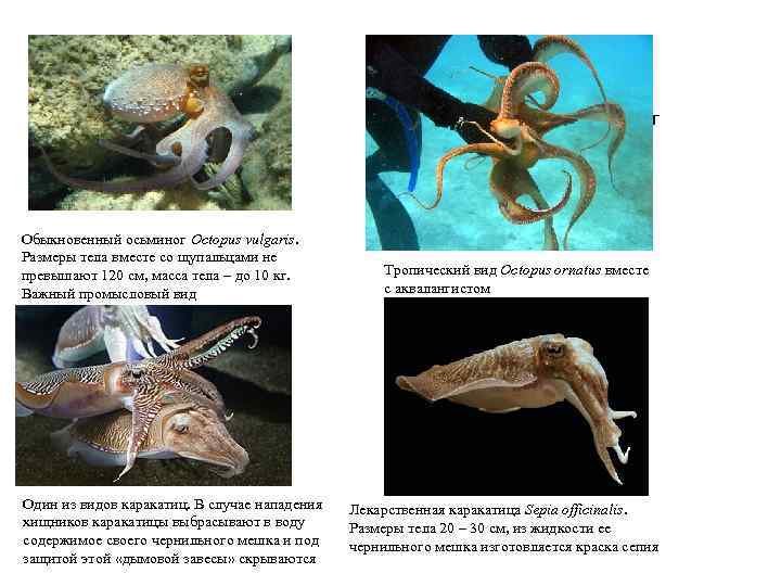 Осьминог Обыкновенный осьминог Octopus vulgaris. Размеры тела вместе со щупальцами не превышают 120 см,