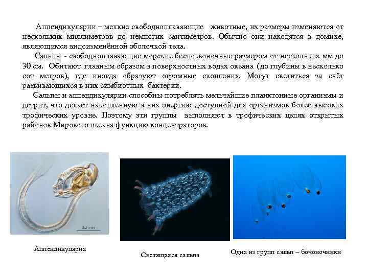  Аппендикулярии – мелкие свободноплавающие животные, их размеры изменяются от нескольких миллиметров до немногих