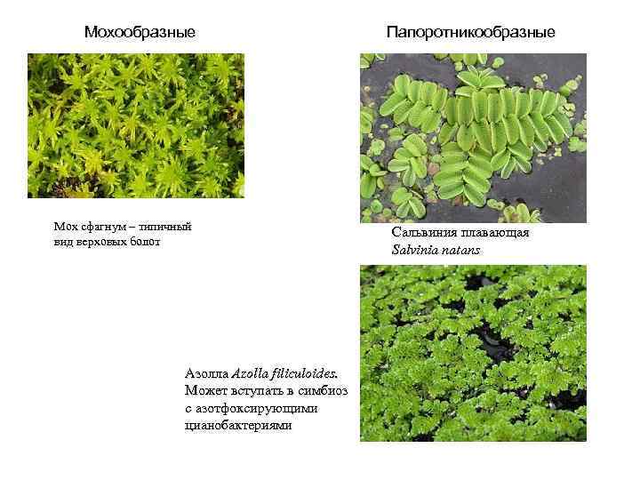 Мохообразные Мох сфагнум – типичный вид верховых болот Азолла Azolla filiculoides. Может вступать в