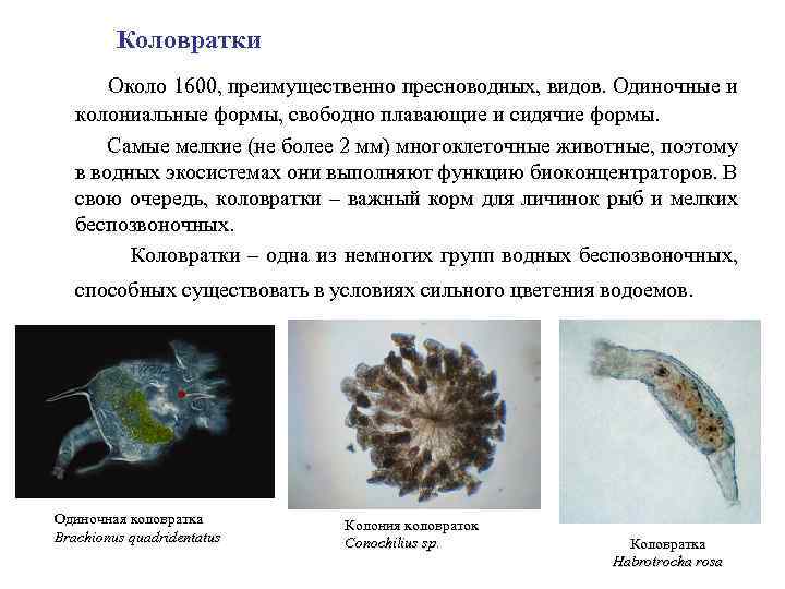 Коловратки Около 1600, преимущественно пресноводных, видов. Одиночные и колониальные формы, свободно плавающие и сидячие