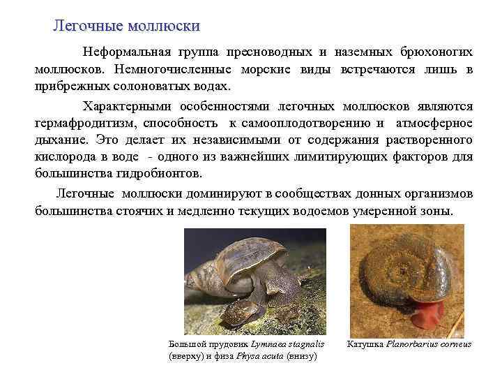 Легочные моллюски Неформальная группа пресноводных и наземных брюхоногих моллюсков. Немногочисленные морские виды встречаются лишь