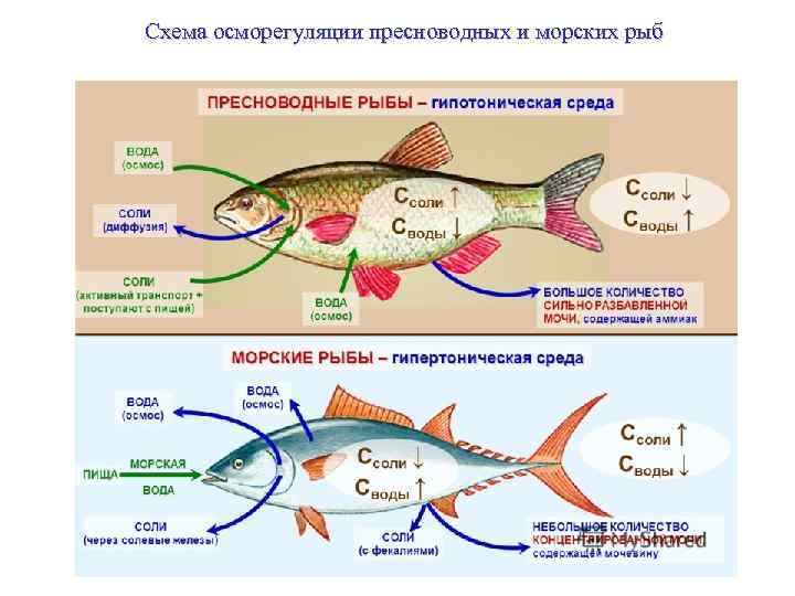 Схема осморегуляции пресноводных и морских рыб 