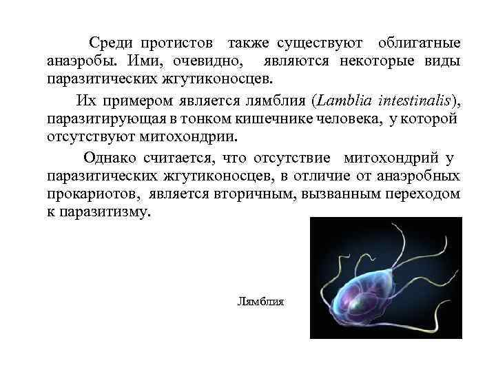  Среди протистов также существуют облигатные анаэробы. Ими, очевидно, являются некоторые виды паразитических жгутиконосцев.