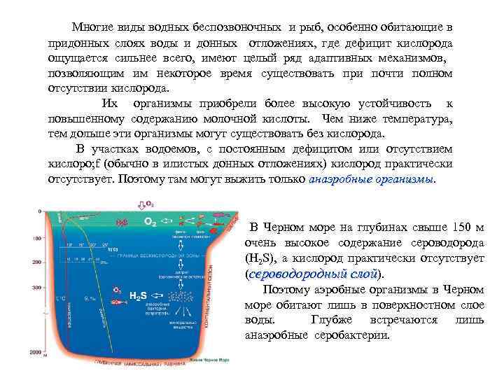  Многие виды водных беспозвоночных и рыб, особенно обитающие в придонных слоях воды и